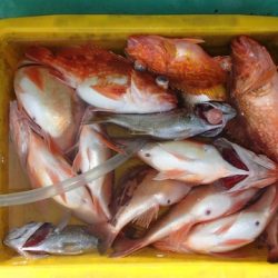 第二むつ漁丸 釣果