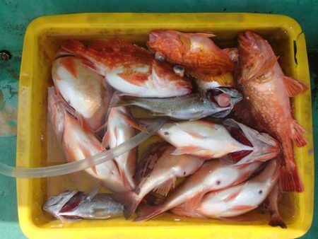 第二むつ漁丸 釣果