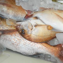 こうゆう丸 釣果