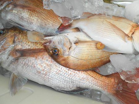 こうゆう丸 釣果