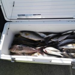 第二大福丸 釣果