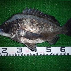 海山フィッシングセンター 釣果