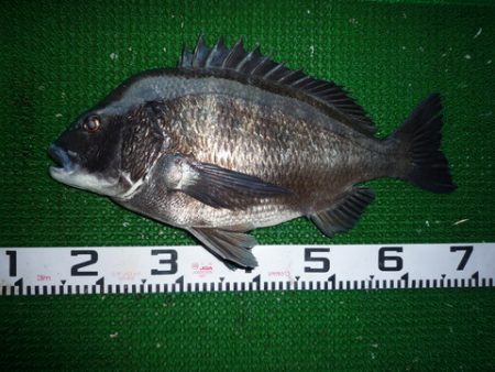 海山フィッシングセンター 釣果