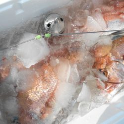 こうゆう丸 釣果