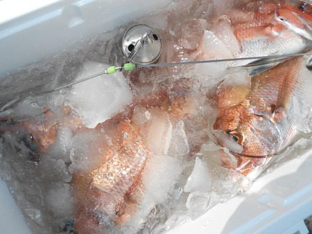 こうゆう丸 釣果