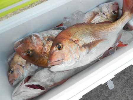 こうゆう丸 釣果