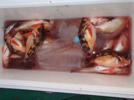 第二むつ漁丸 釣果