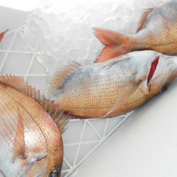 こうゆう丸 釣果