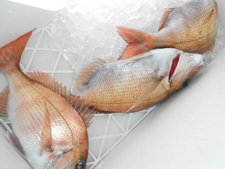 こうゆう丸 釣果