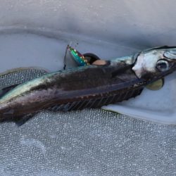 へいみつ丸 釣果