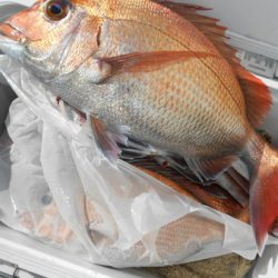 こうゆう丸 釣果