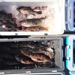 気仙沼　つり丸 釣果