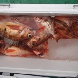 第二むつ漁丸 釣果