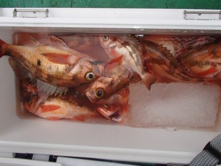 第二むつ漁丸 釣果