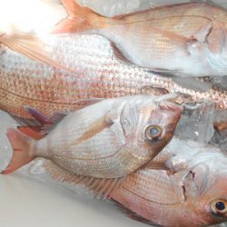 こうゆう丸 釣果