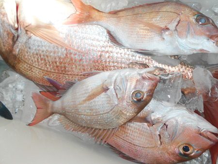 こうゆう丸 釣果