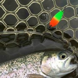 フィッシング サンクチュアリ 釣果