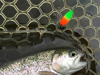 フィッシング サンクチュアリ 釣果