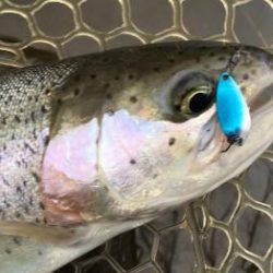 フィッシング サンクチュアリ 釣果