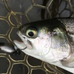 フィッシング サンクチュアリ 釣果