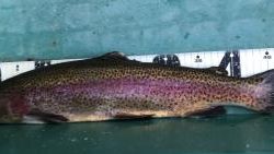 フィッシング サンクチュアリ 釣果