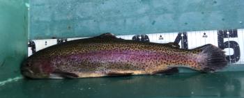 フィッシング サンクチュアリ 釣果