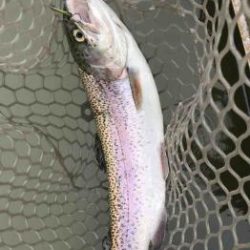 フィッシング サンクチュアリ 釣果