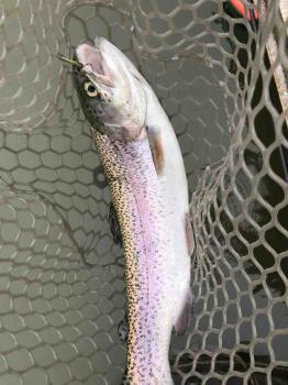 フィッシング サンクチュアリ 釣果