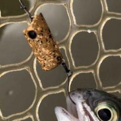 フィッシング サンクチュアリ 釣果