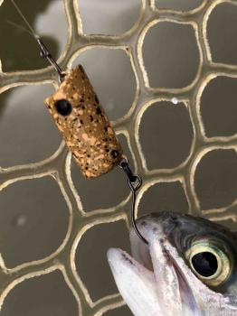 フィッシング サンクチュアリ 釣果