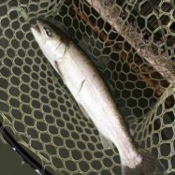 フィッシング サンクチュアリ 釣果