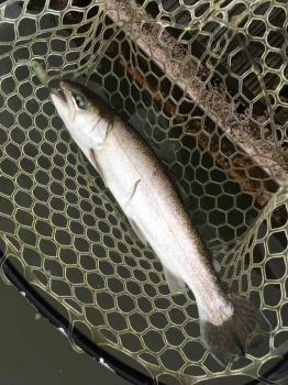 フィッシング サンクチュアリ 釣果