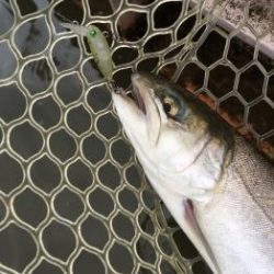 フィッシング サンクチュアリ 釣果