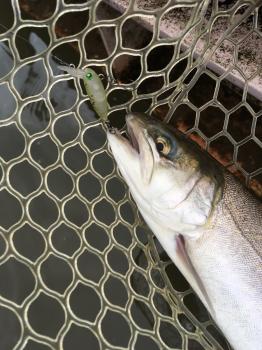 フィッシング サンクチュアリ 釣果