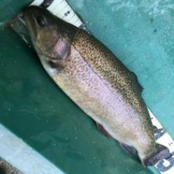 フィッシング サンクチュアリ 釣果