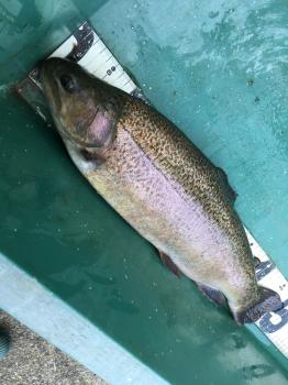 フィッシング サンクチュアリ 釣果