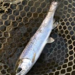 フィッシング サンクチュアリ 釣果