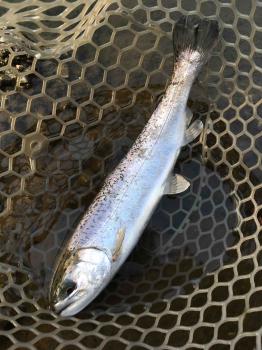 フィッシング サンクチュアリ 釣果