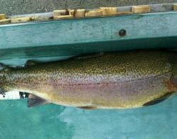 フィッシング サンクチュアリ 釣果