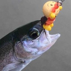 フィッシング サンクチュアリ 釣果