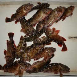 TOPGUN名古屋 釣果