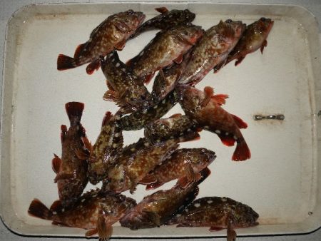 TOPGUN名古屋 釣果