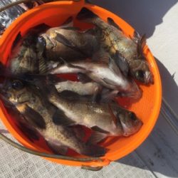 シーモンキー 釣果