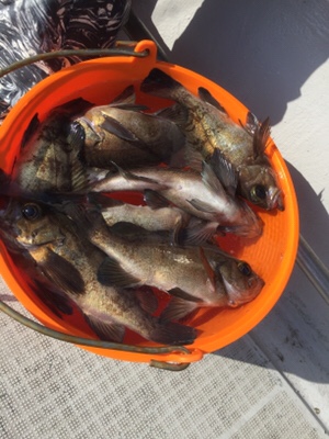 シーモンキー 釣果