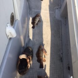 シーモンキー 釣果