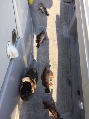 シーモンキー 釣果