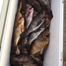 シーモンキー 釣果