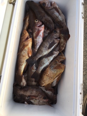 シーモンキー 釣果