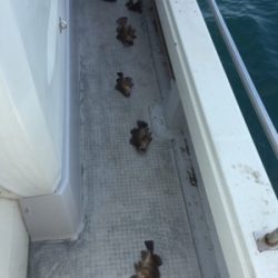 シーモンキー 釣果