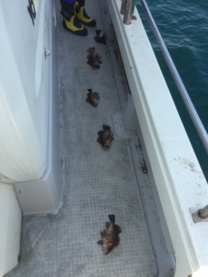 シーモンキー 釣果